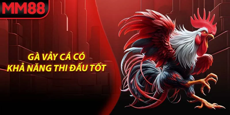 Gà vảy cá có khả năng thi đấu tốt